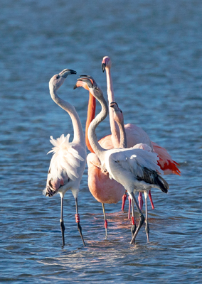 Flamingos